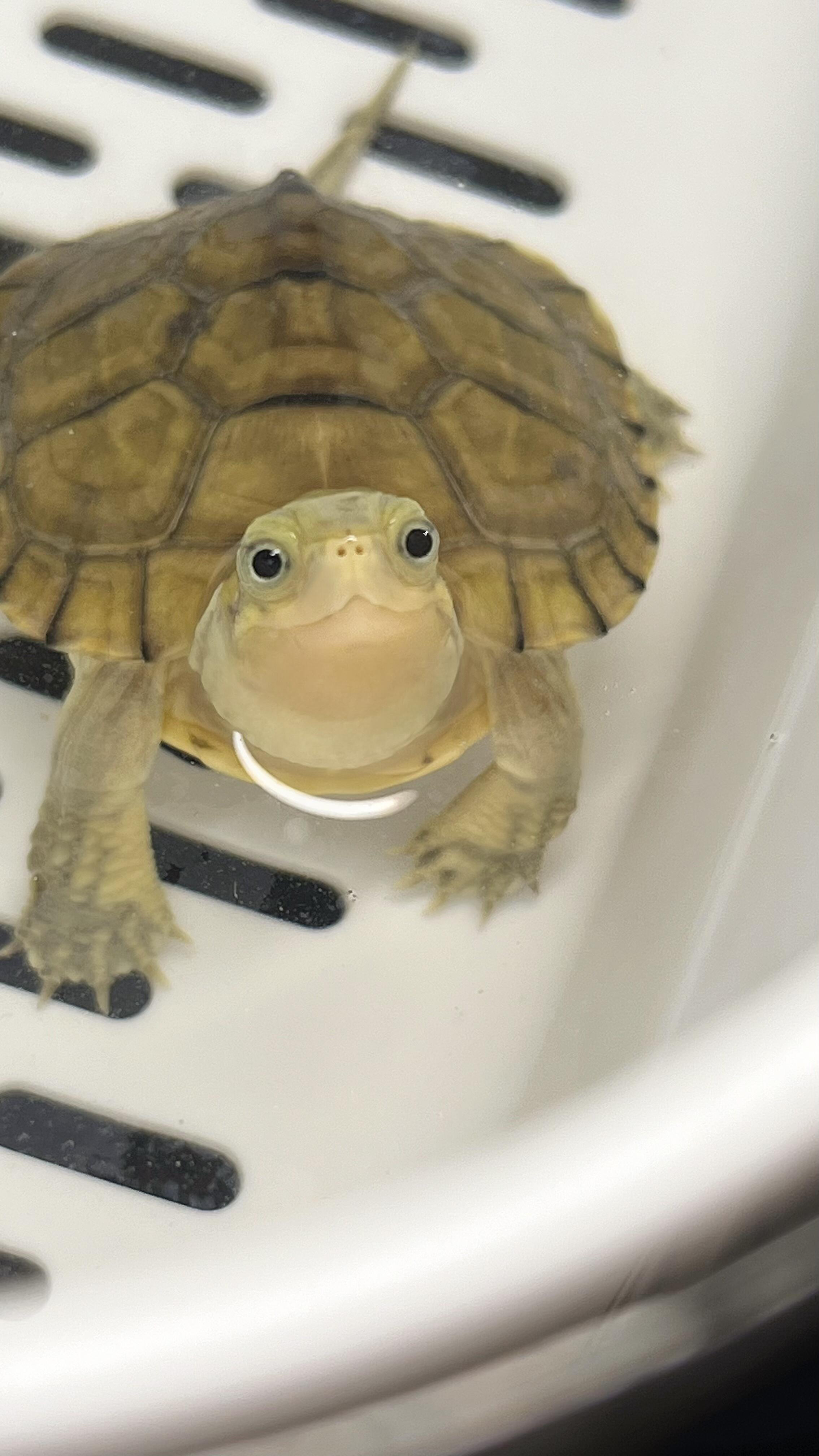 可爱微笑脸黄喉拟水小青龟活体宠物观赏龟
