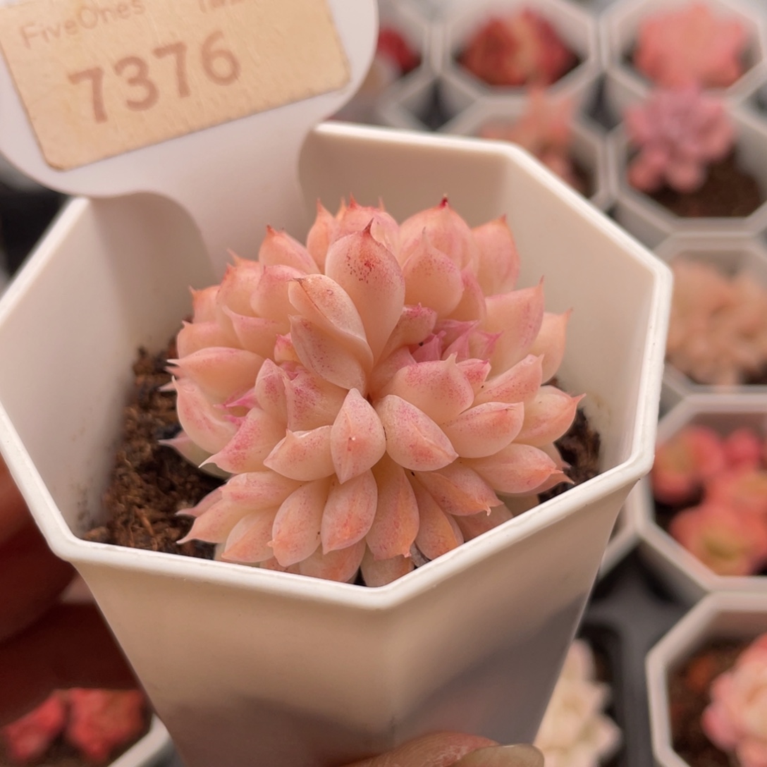 桃熏女王缀7376-4.5厘米