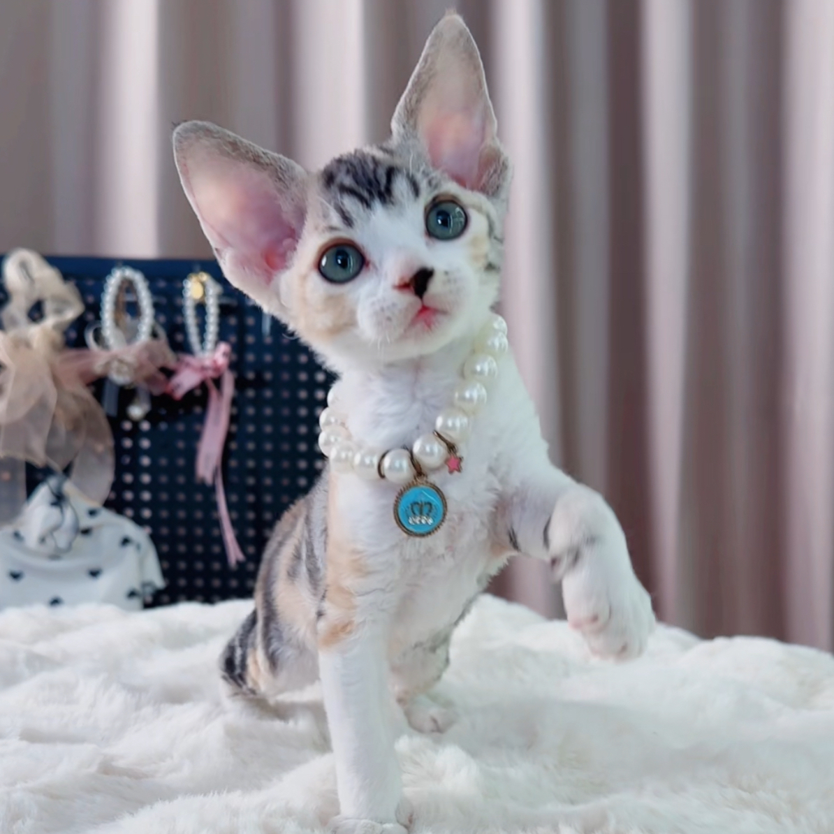 德文卷毛猫乳色三花虎斑妹妹小德文卷毛猫