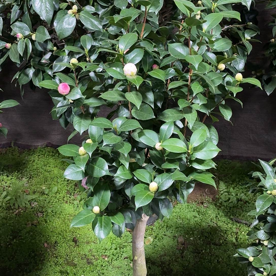 完全开放茶花老桩一物一拍顺丰包邮