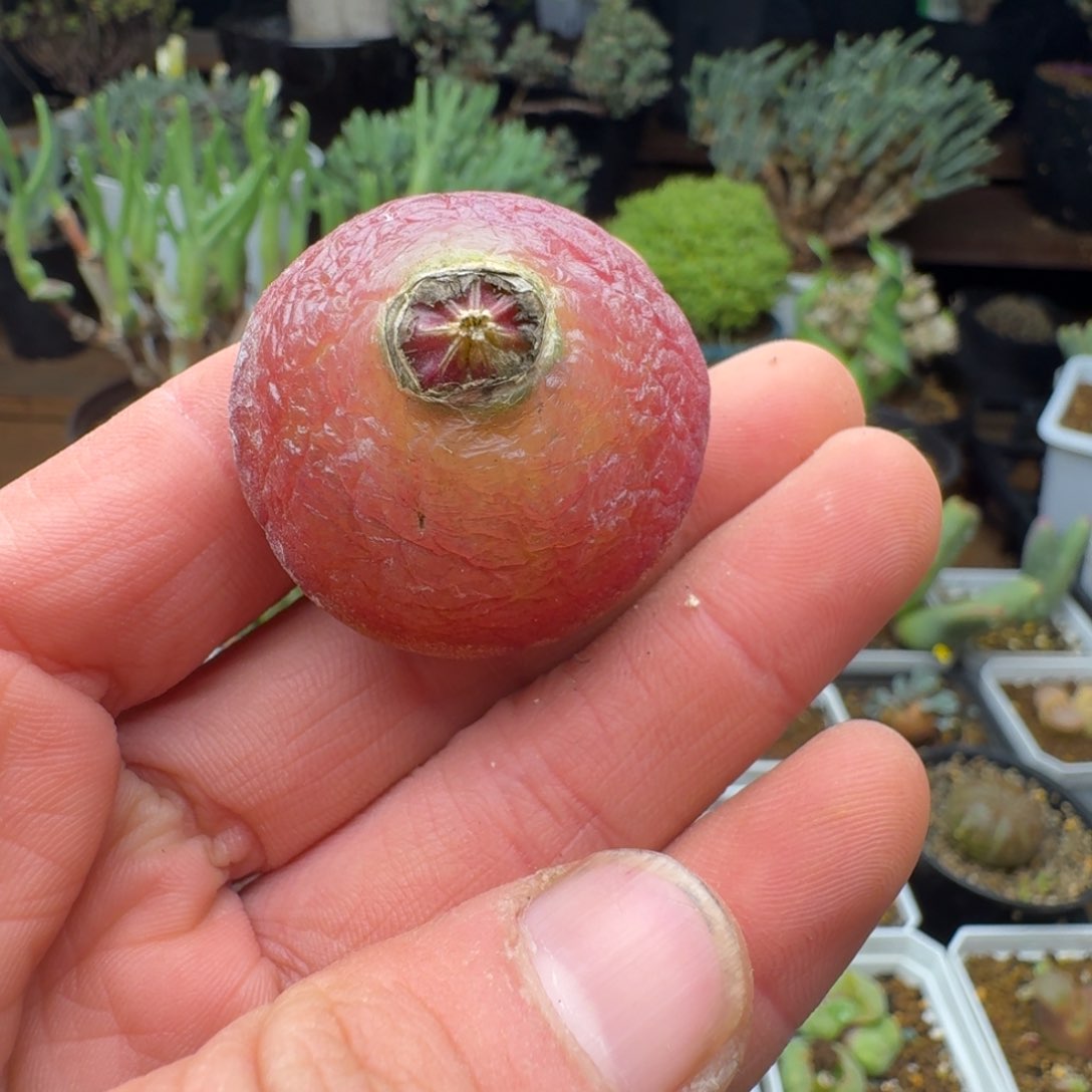 灯泡3.7cm福利。