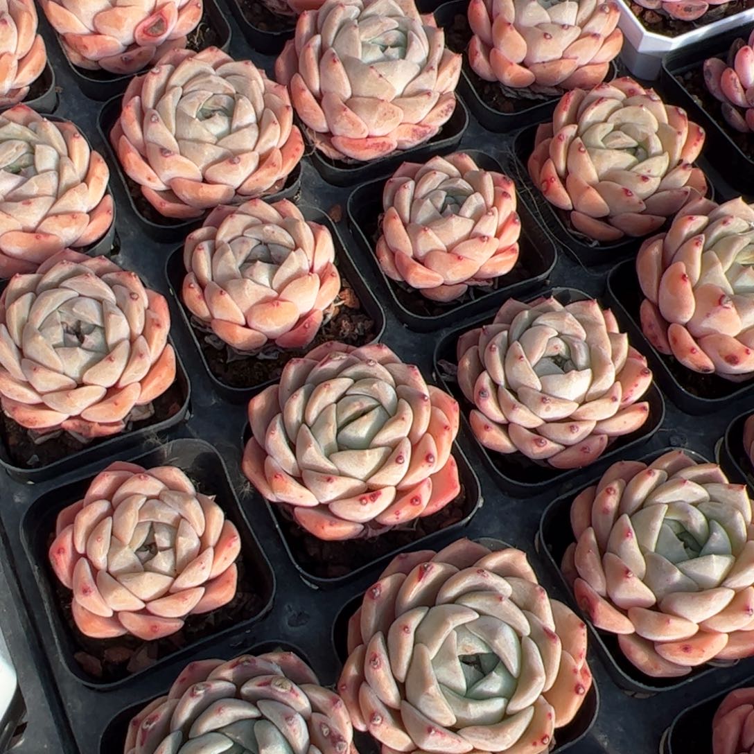 纯爱  满30包邮发货