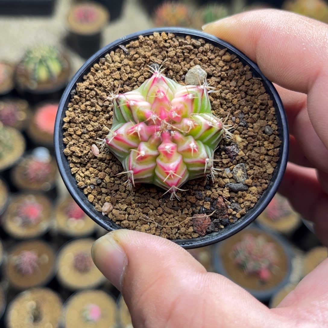 泰系实生白锦米哈