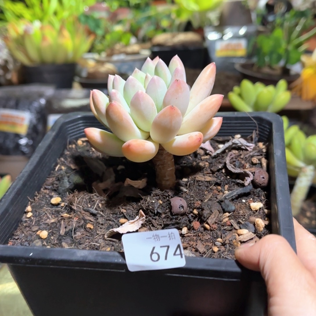 674号 一物一拍一物一拍
