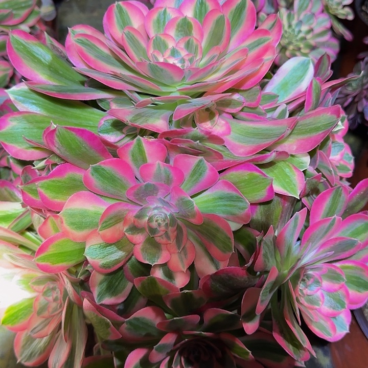 精品粉女郎老桩巨无霸捧花福利