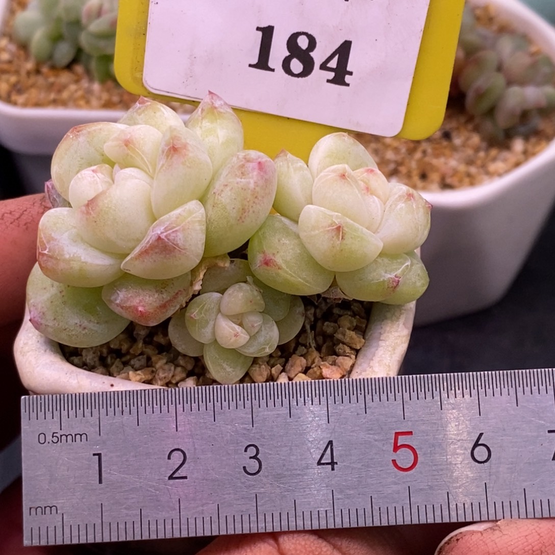 9184精控3头冰玉多肉…………