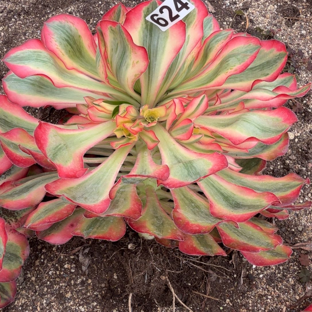 624多肉植物爱丽丝