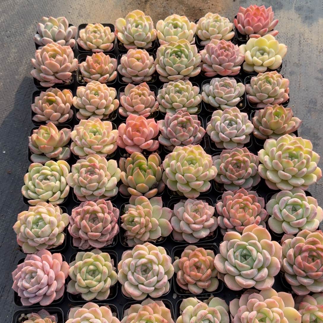 多肉杂交一物一拍12-156