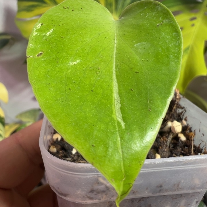 旺***财完全开放龟背竹种子苗