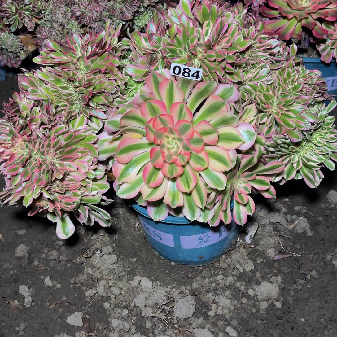 女巫法师15/-28不包邮法师