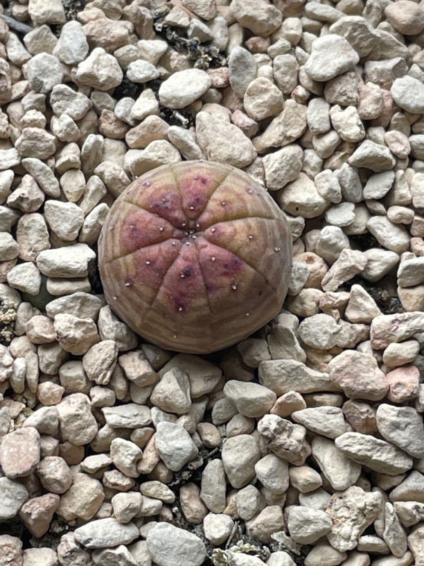 实生胭脂欧系布纹球1.6公分带盆土包邮