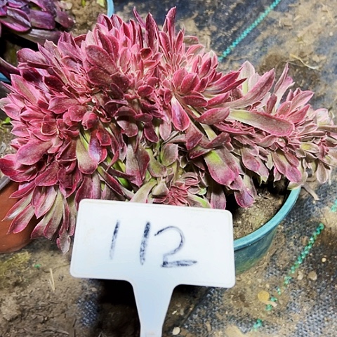 多肉植物女神缀花