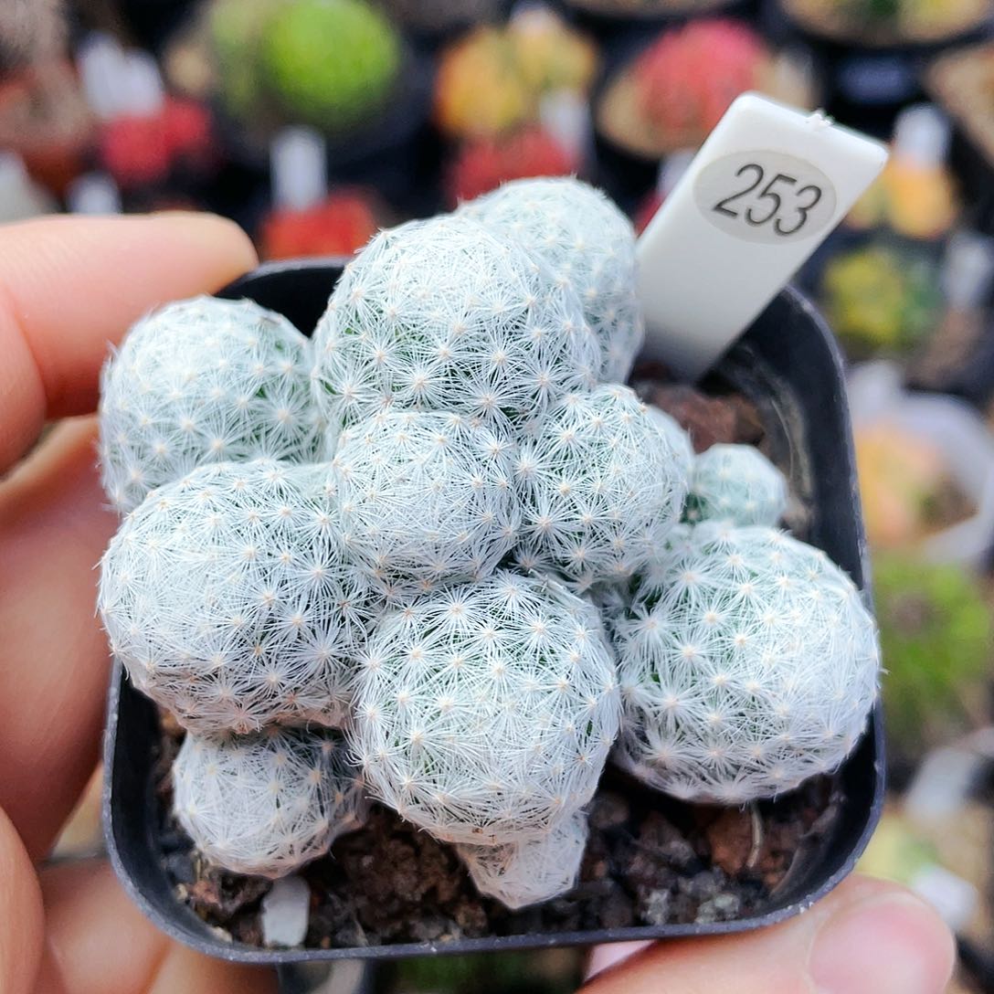 非偏远地区满25包邮仙人球