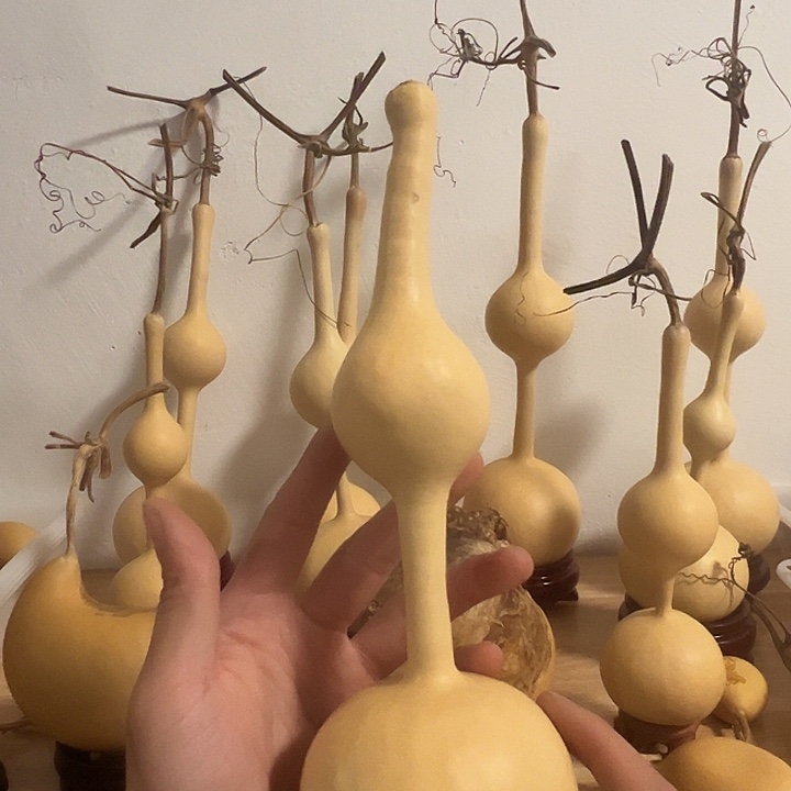 电***家三庭文玩葫芦种子100单2