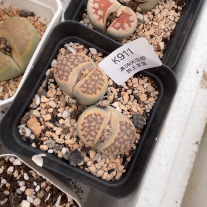 911多肉哈哈哈哈哈哈