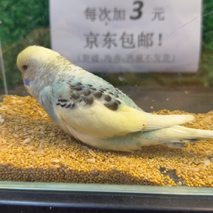 虎皮鹦鹉大头虎皮鹦鹉