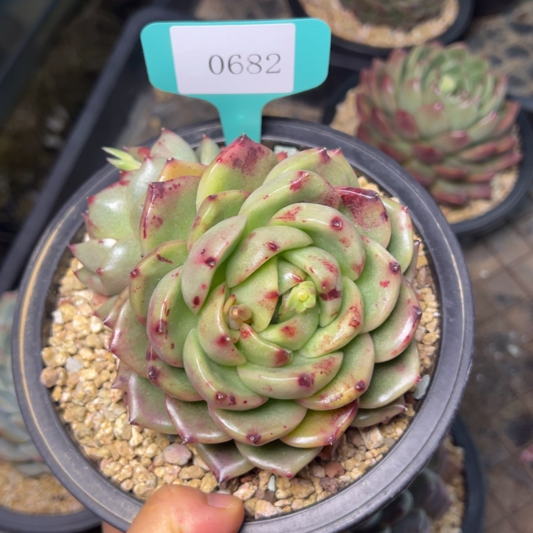 静*0682肉多么多哦哦肉