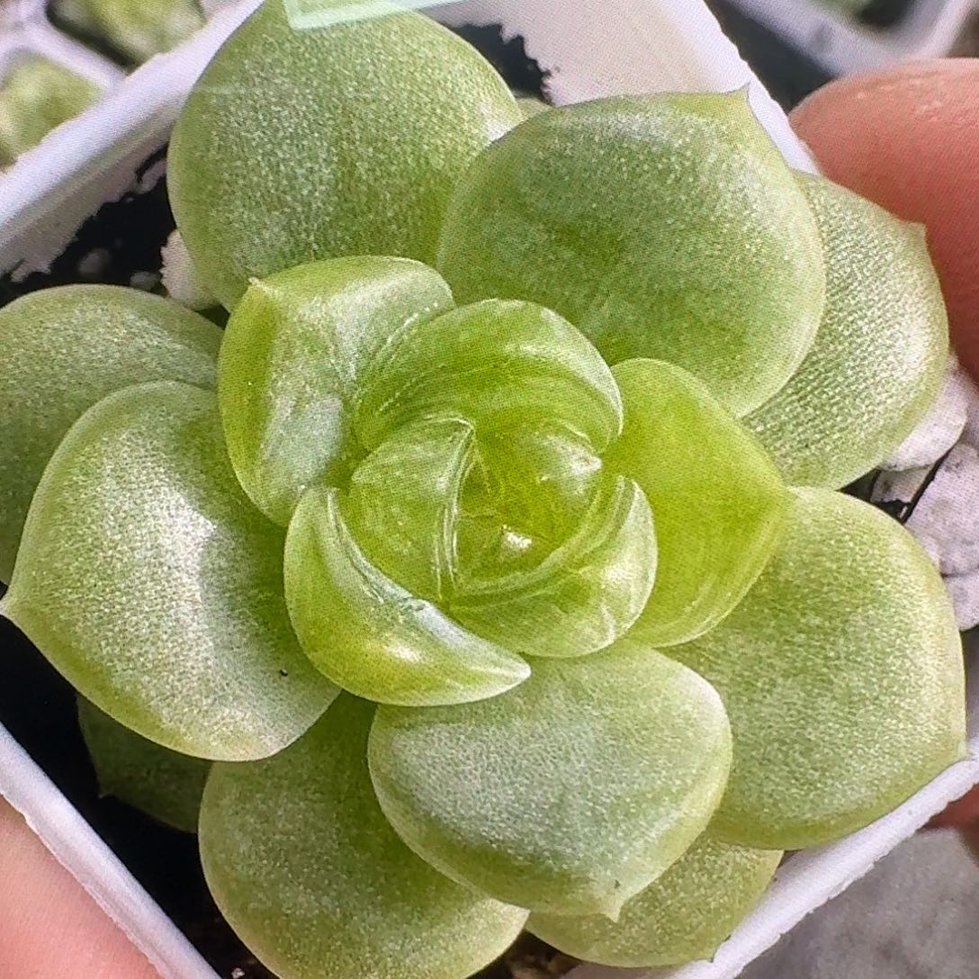 特欧20粒，超推荐，口碑必拍款