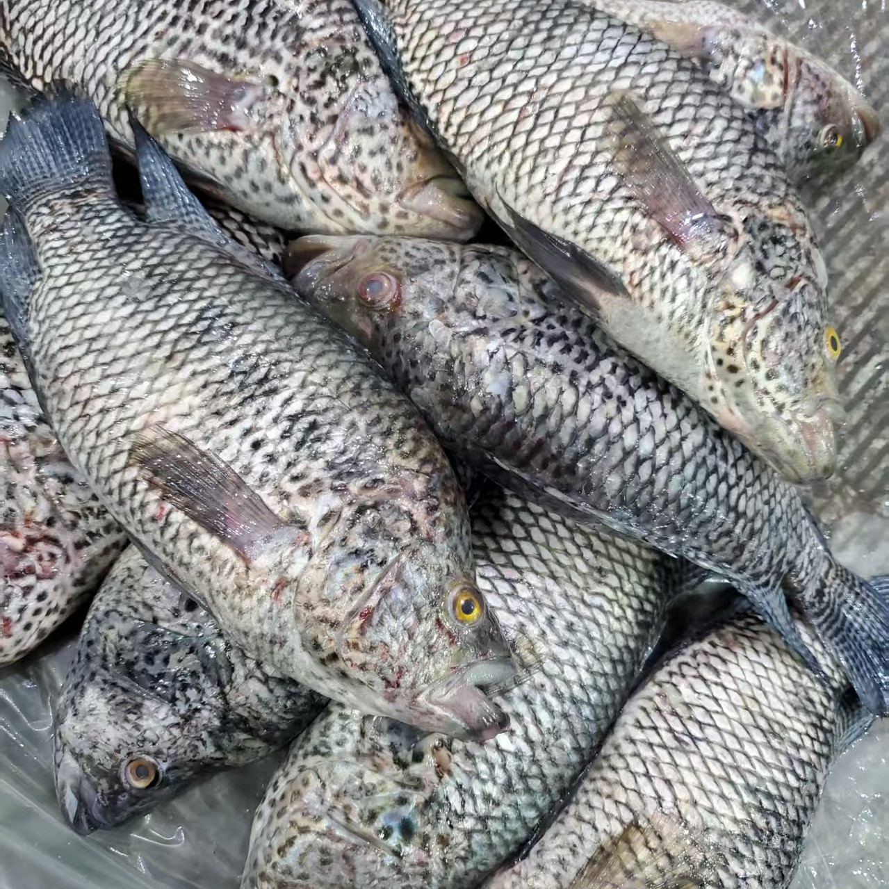 无品牌冰鲜珍珠斑