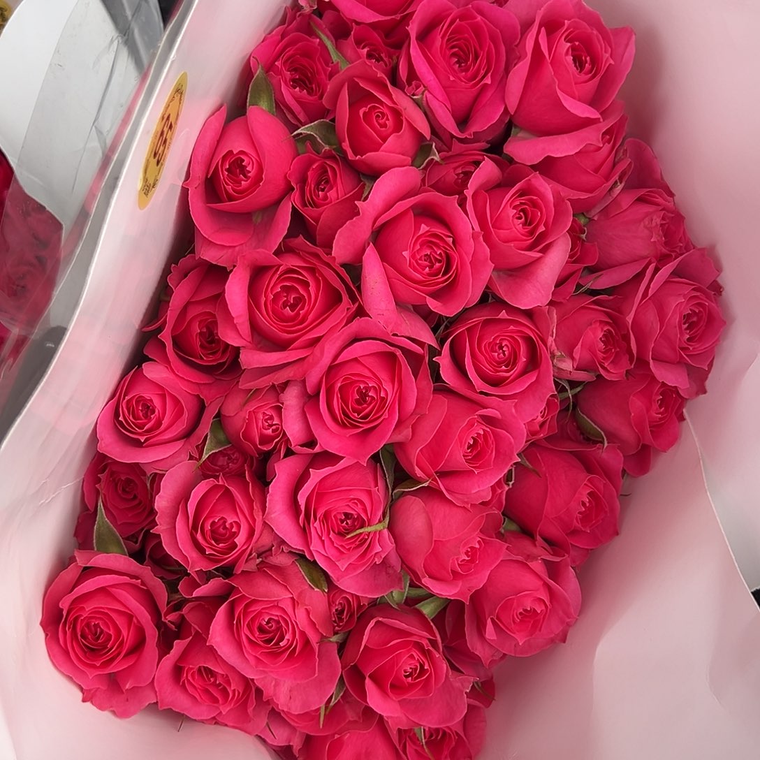 苏菲宝贝苏菲宝贝