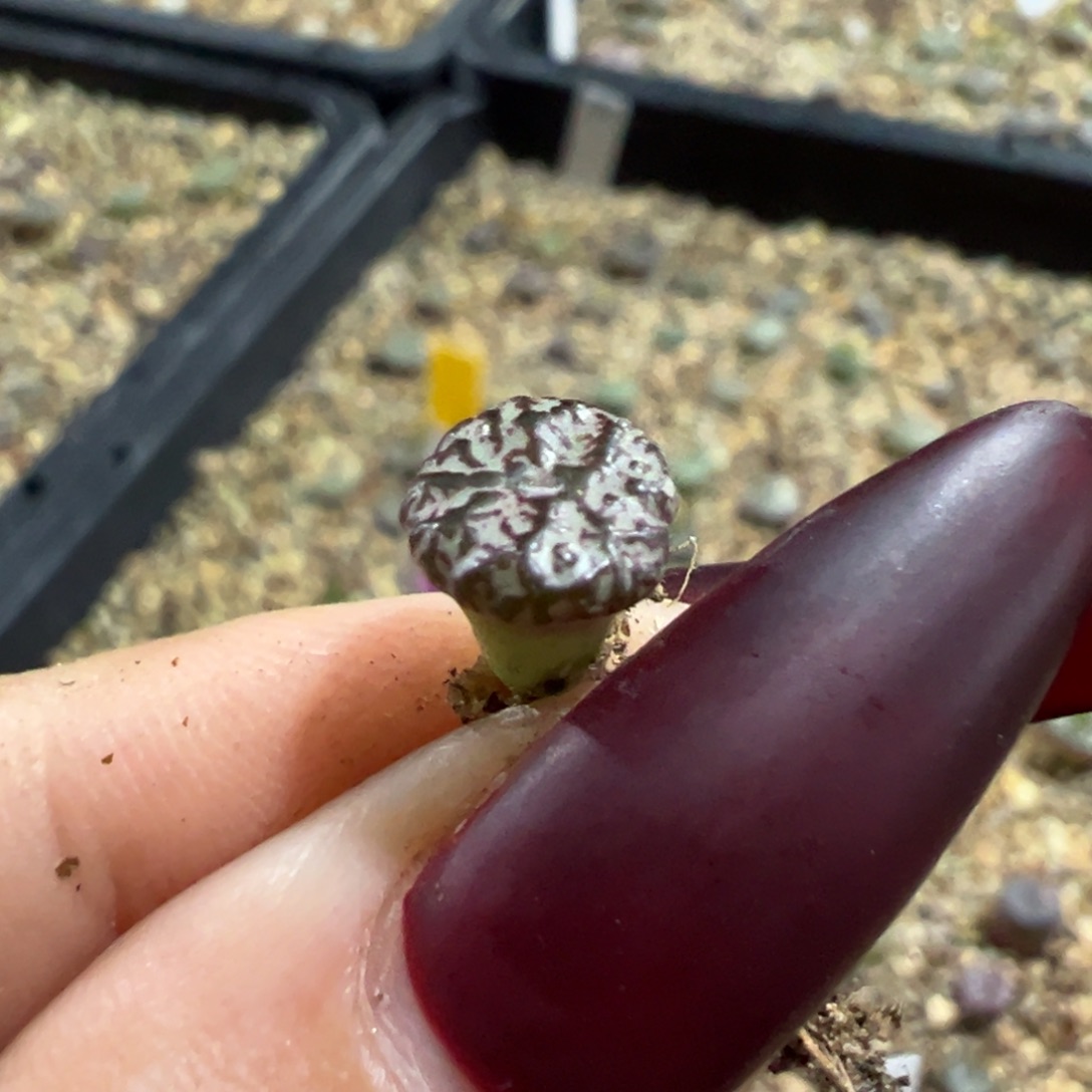 冷***知毒王后代多肉植物