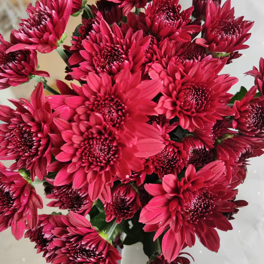 【小菊一扎十支】红色粉色随机两色发