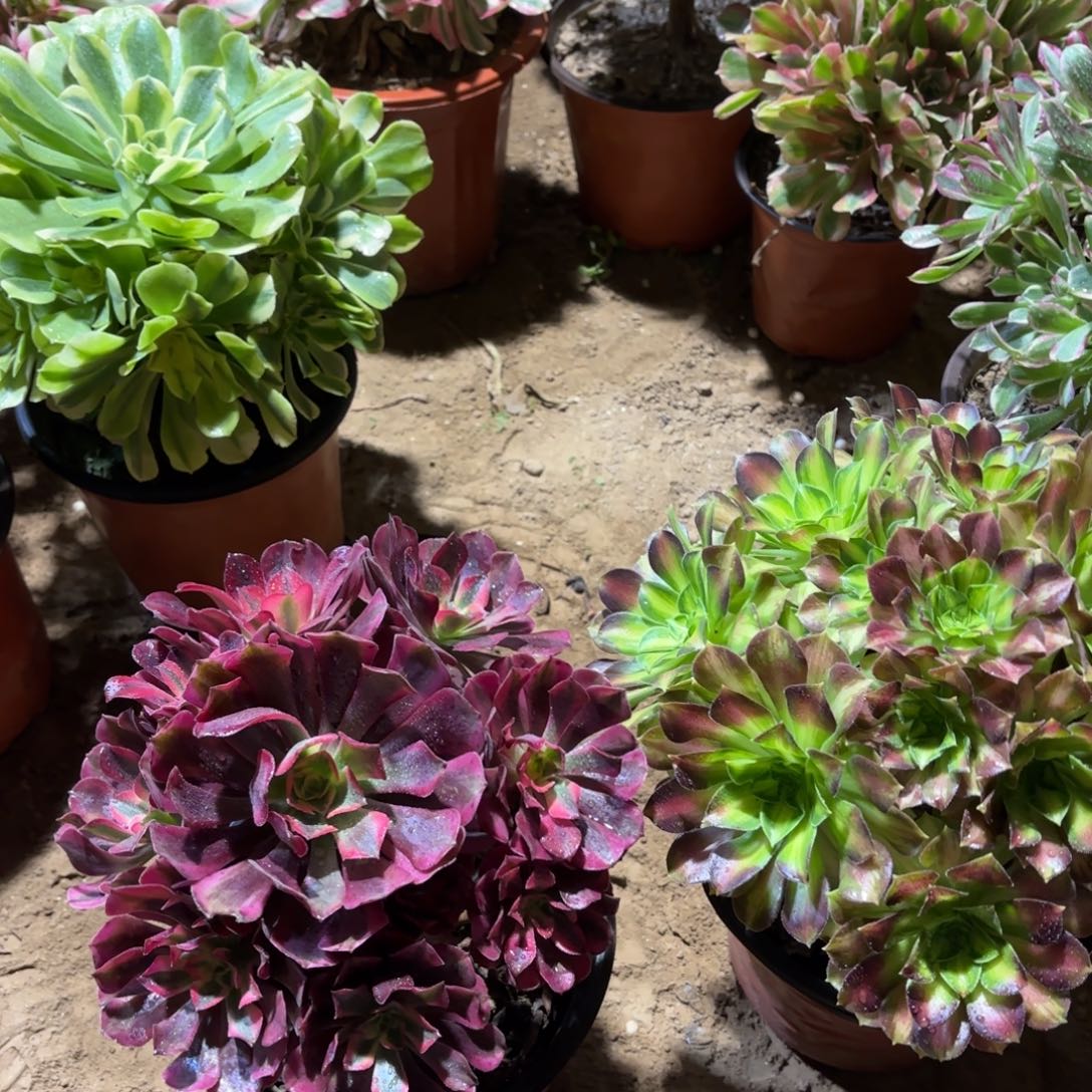 美杜莎韶华组合18.8