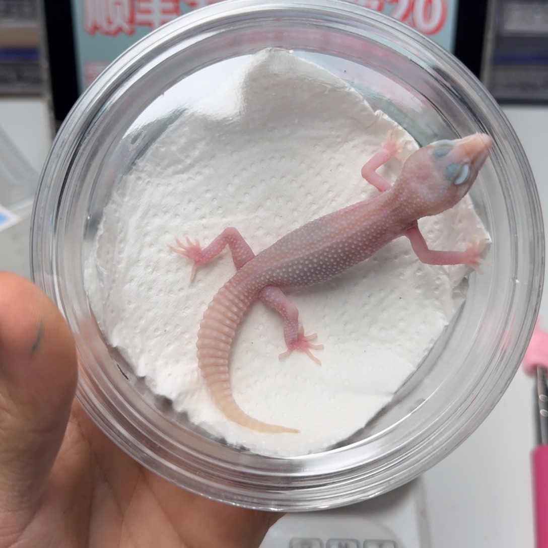 豹纹守宫白黄红眼暴龙妹妹