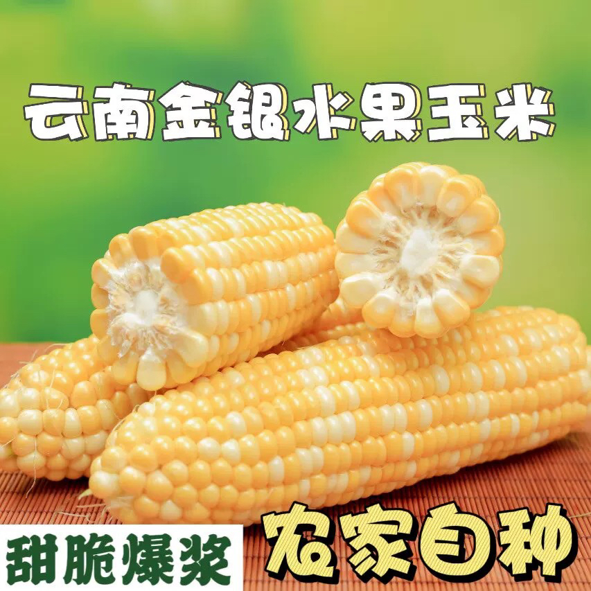 云南现摘金银双色水果玉米甜脆新鲜金银带壳代餐甜玉米控糖低脂