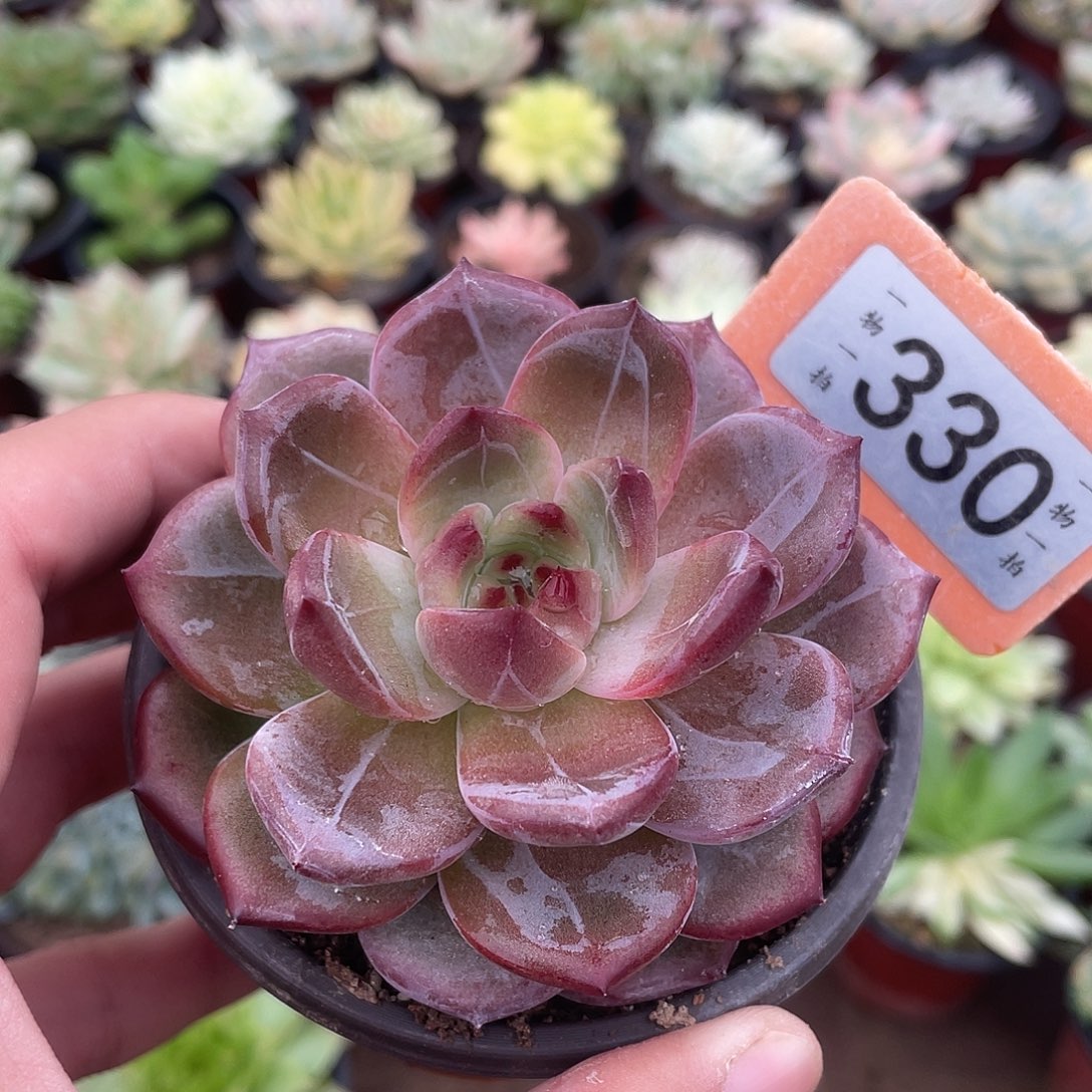 小***妹330号多肉植物盆栽