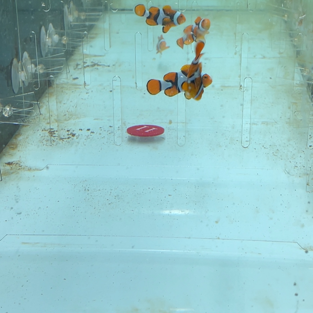 海水鱼黑背心一条