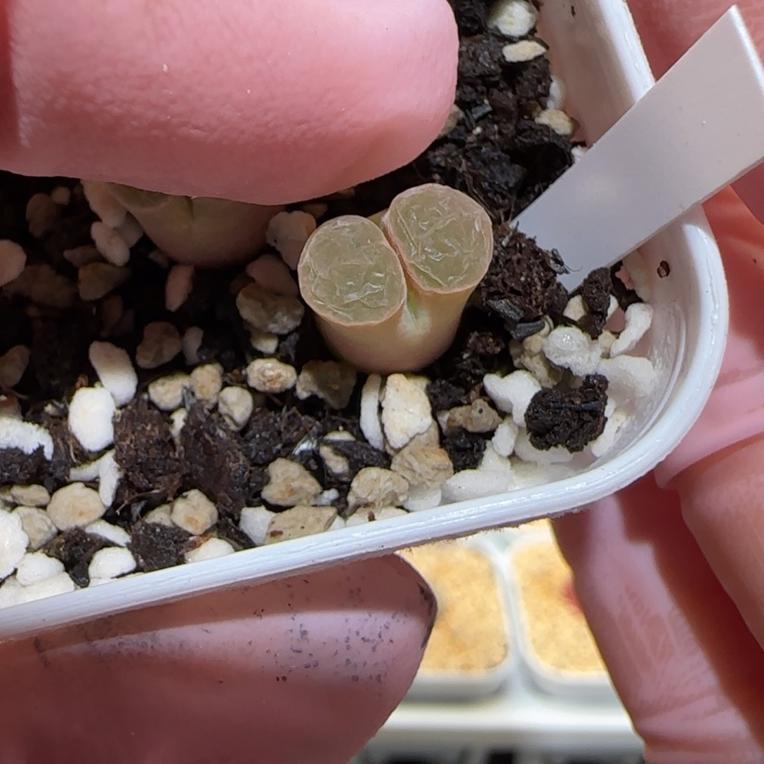 糖*?肉锥多肉植物百科-4