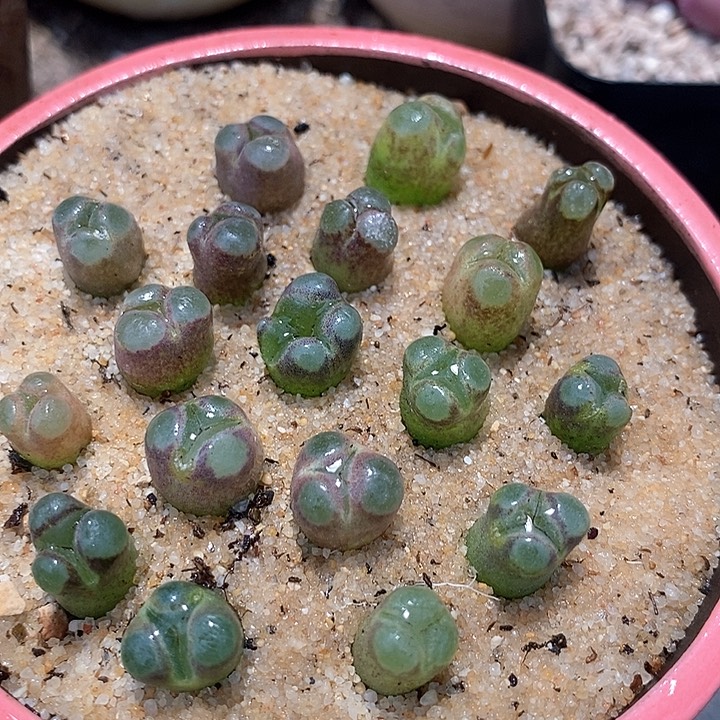 6508磁铁奔驰一颗