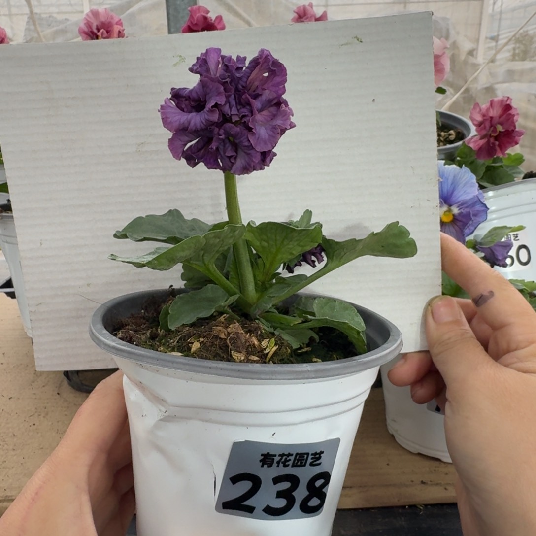 全部花朵238号角堇