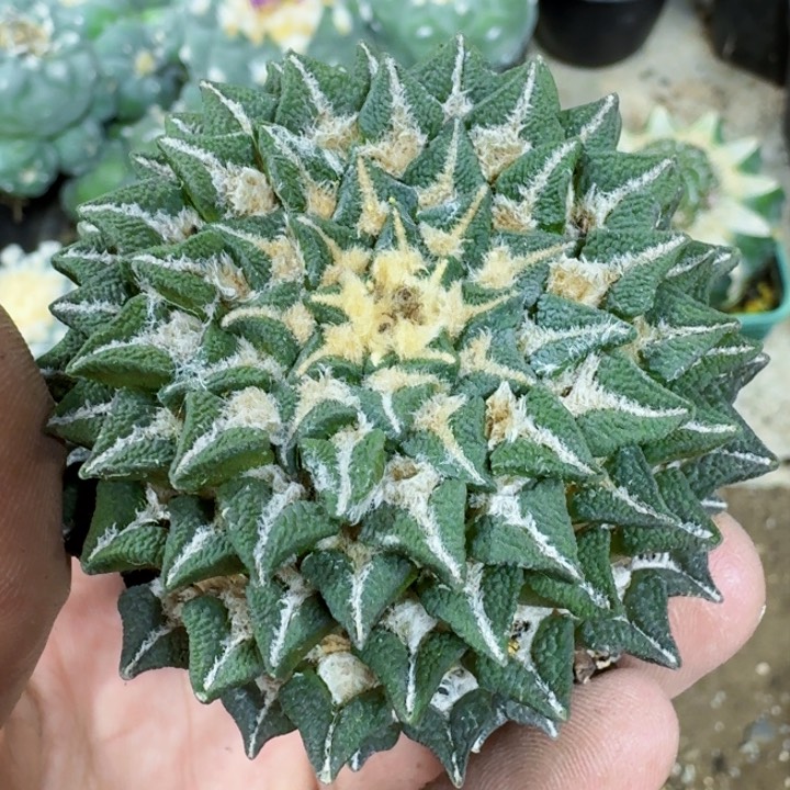 福利自根大黑牡丹0731