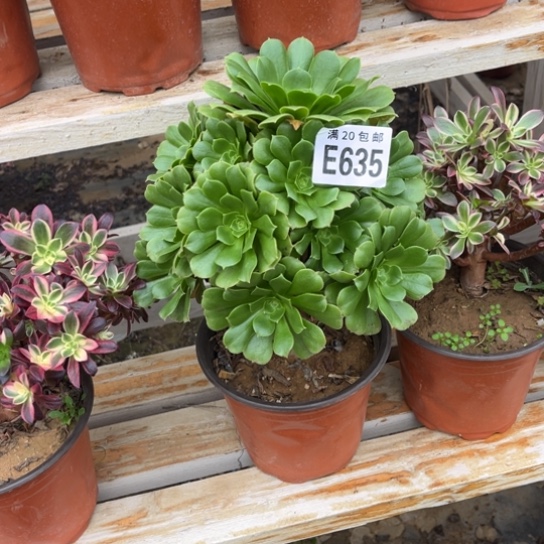 635绿羊绒不包断枝