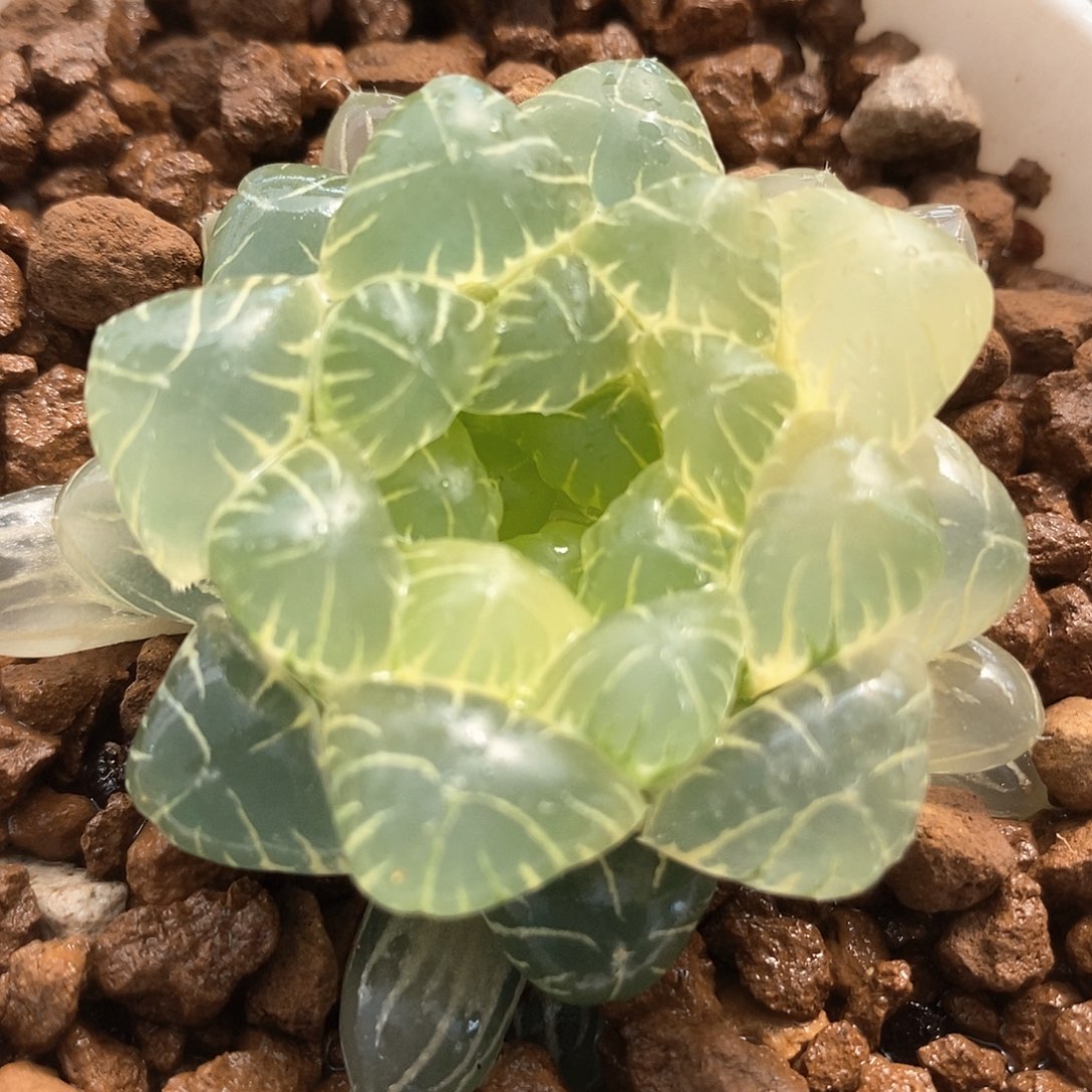 512号湖水玉露锦一物一拍的