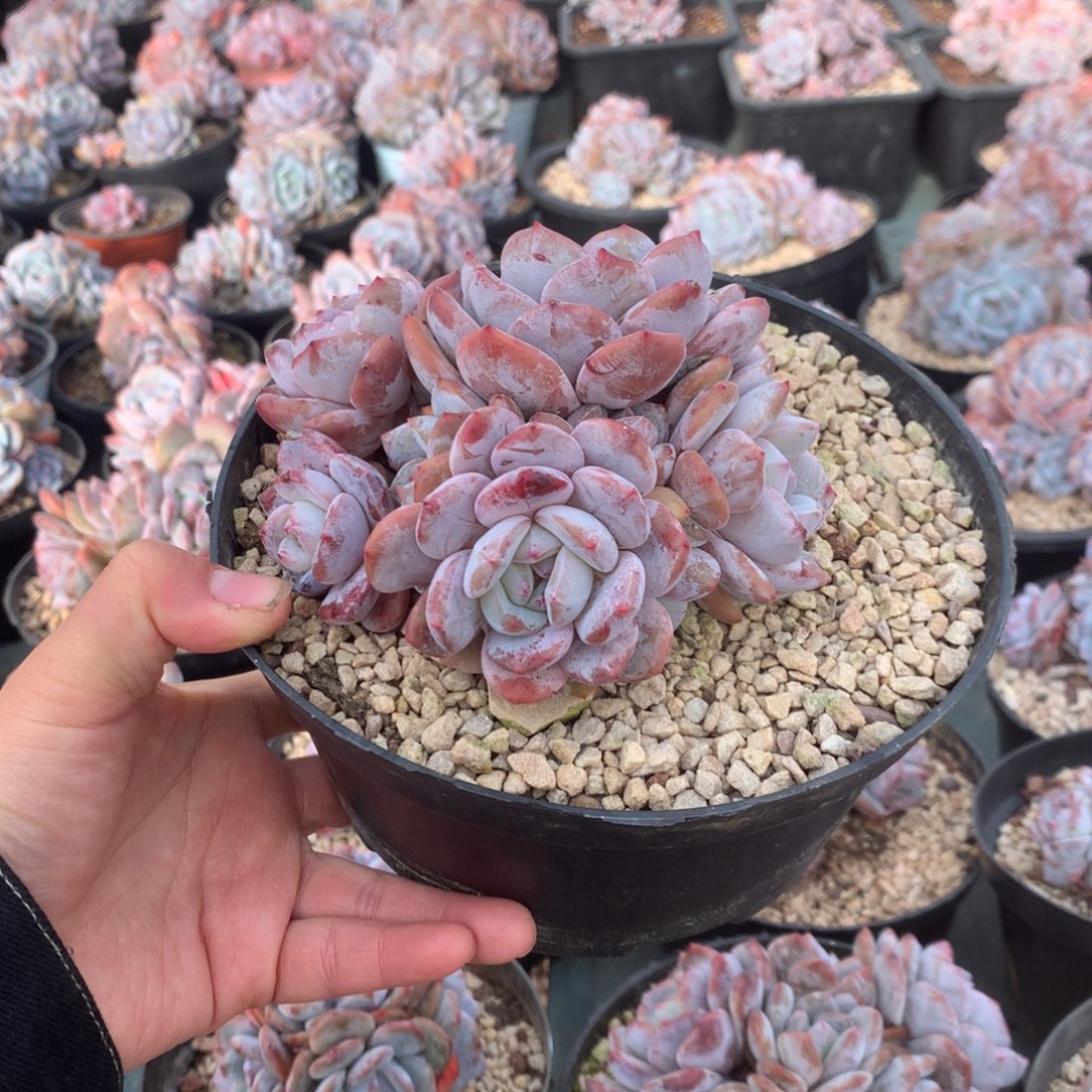 无花朵开播福利哈哈哈哈6