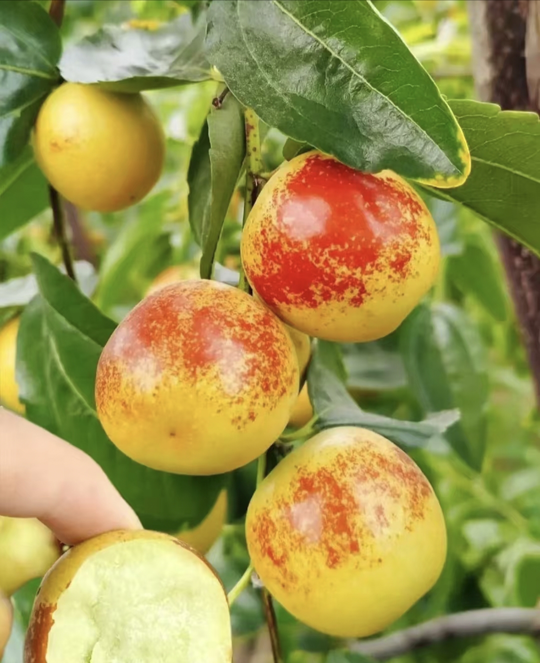 一物一拍 三代冰糖脆枣