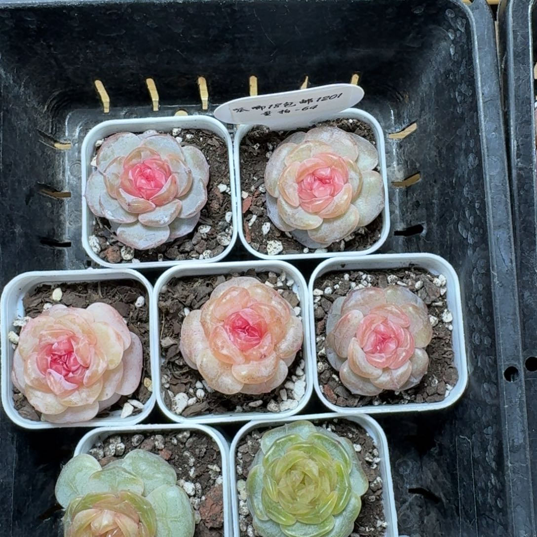 1201-064-虞姬一颗量拍