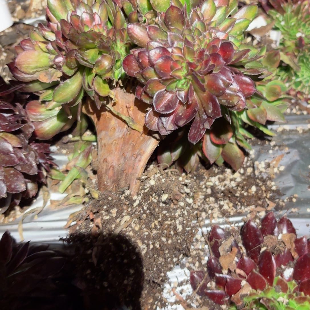 我8258 号多肉法师特价