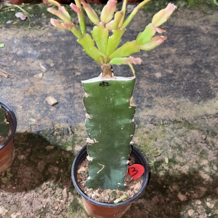 @***颜当前无花栽培后可以开花052  13