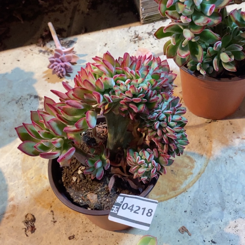 【闪购商品】红兔儿缀04218