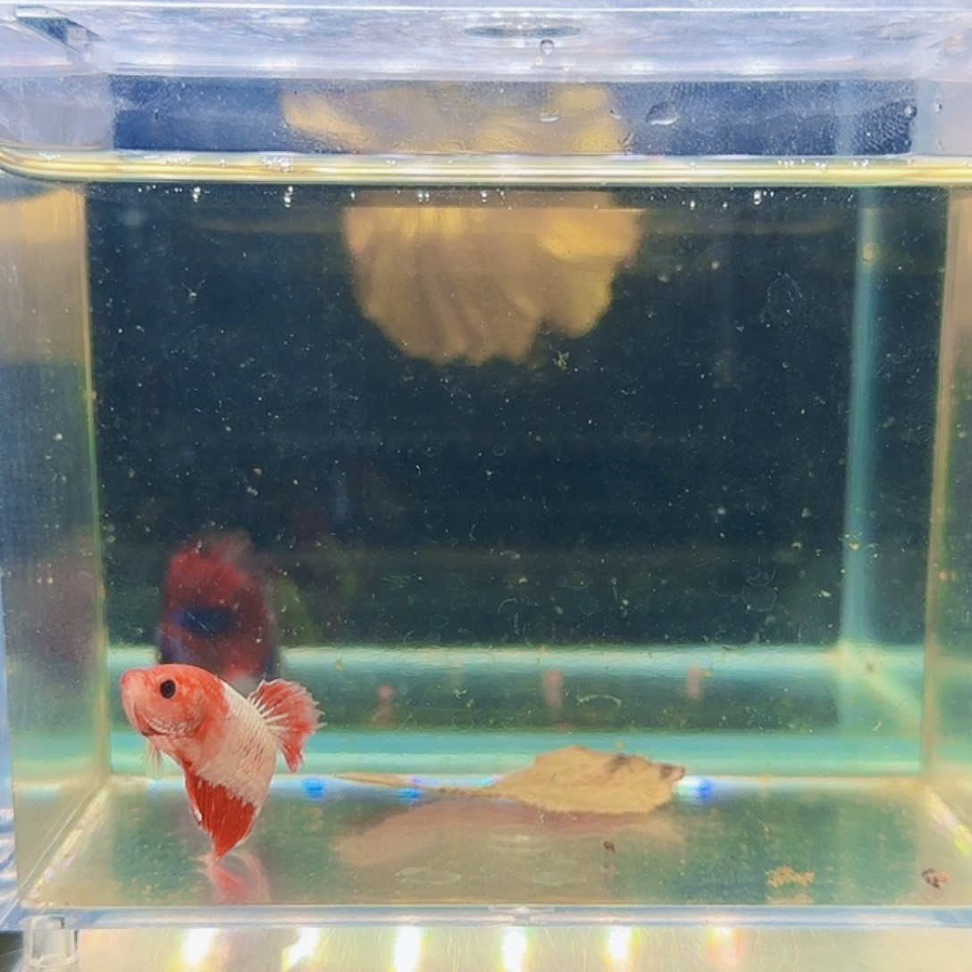 斗鱼活体观赏鱼好养耐活