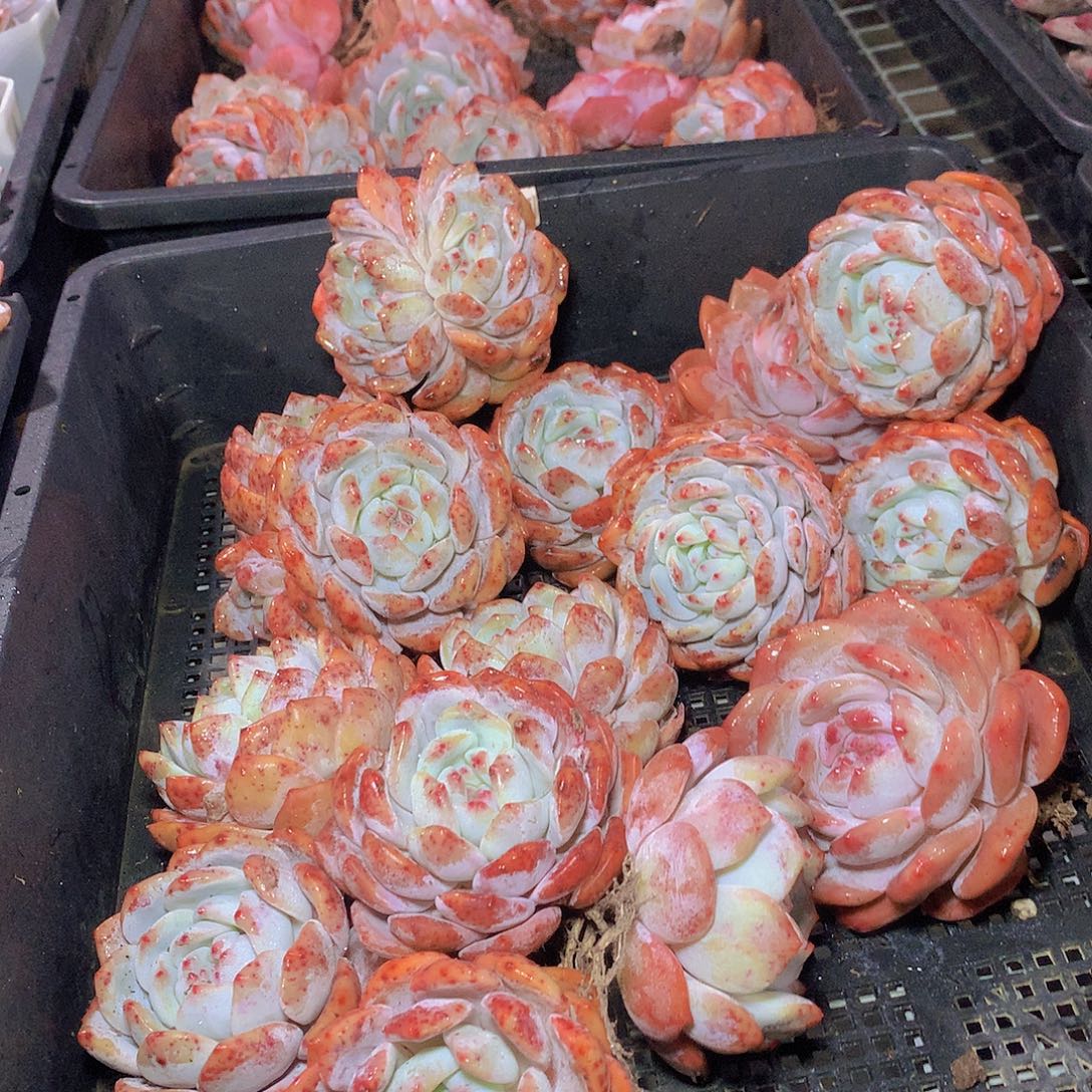 6颗韩橙456778899000000