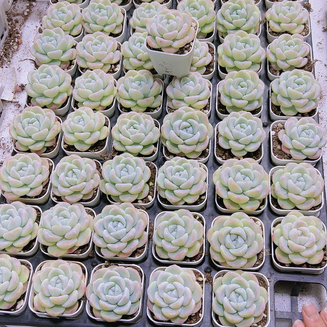 白冰带盆带土19包邮