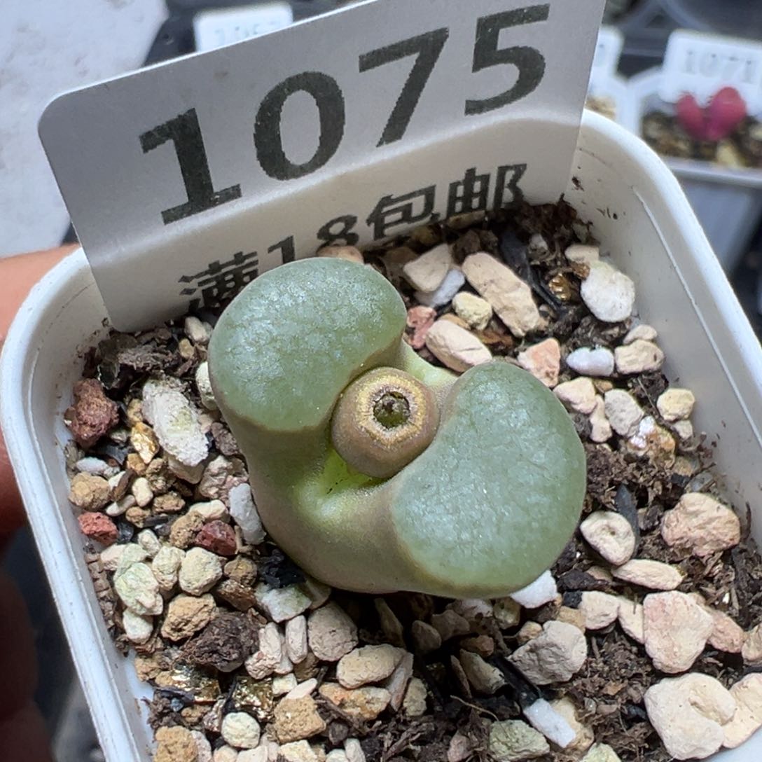 【闪购商品】 1075.     