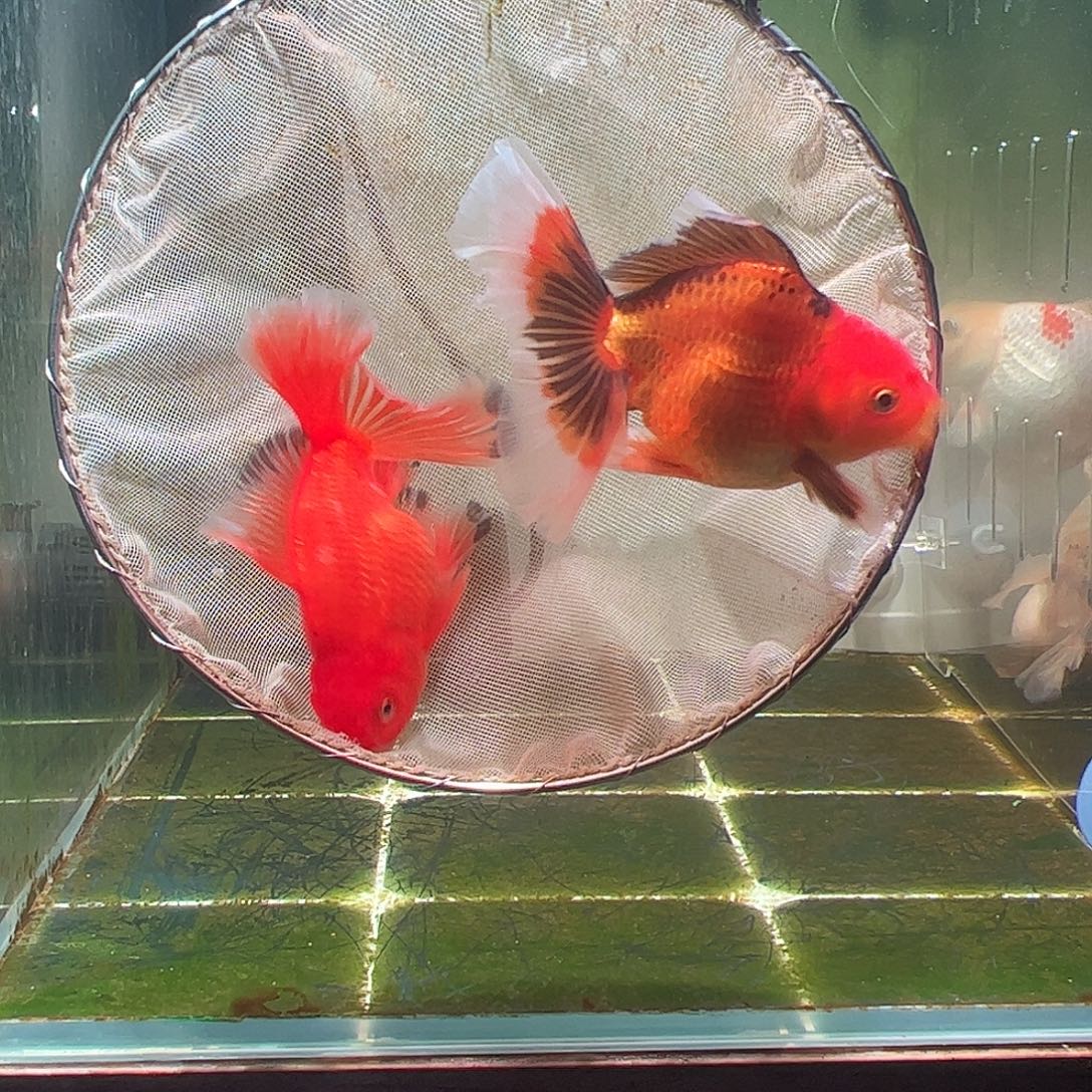 金鱼百褶泰狮亚成23