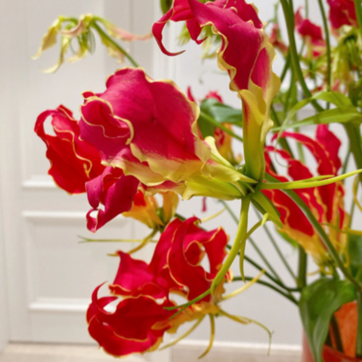 日本嘉兰 火焰百合 高端花型轻奢鲜花礼物家庭养护
