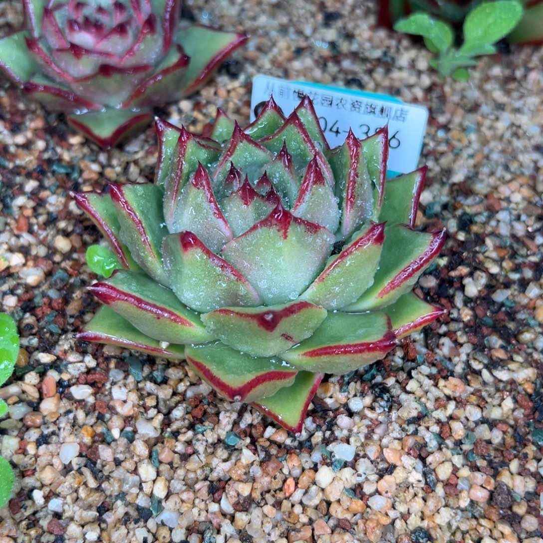 多肉一物一拍0204-386